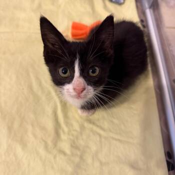 Blair -  Domestic Short Hair Cat for Adoption - Blair | PetCurious
