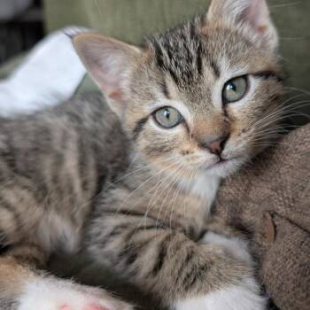 Domestic Short Hair Cats Available for Adoption in Lexington, Kentucky - Bridgette | PetCurious
