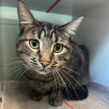 Domestic Short Hair Cats Available for Adoption in Redwood City, California - Scamper | PetCurious