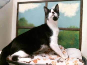 Domestic Short Hair Cats Available for Adoption in Houston, Texas - HOPE | PetCurious