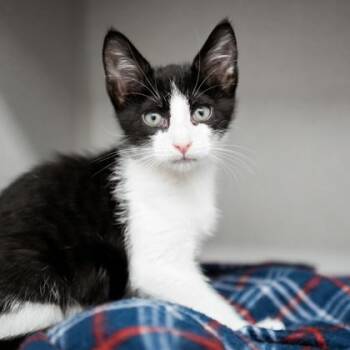 Lunar -  Domestic Short Hair Cat for Adoption in Atlanta, Georgia - Lunar | PetCurious