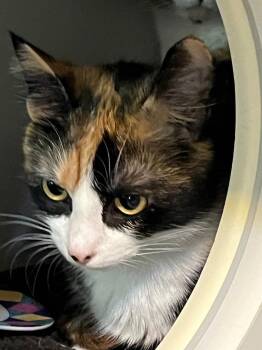 Calico Cats Available for Adoption in Thompson Falls, Montana - Piper | PetCurious