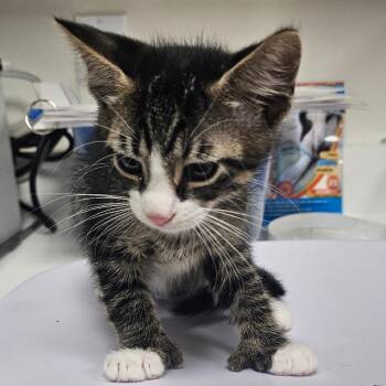Derrick Morgan -  Domestic Short Hair Cat for Adoption in Donalsonville, Georgia - Derrick Morgan | PetCurious