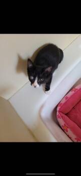 Rescue Domestic Short Hair Cats for Adoption in Missoula, Montana - Jasper | PetCurious