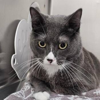 Funk Master Flex -  Domestic Short Hair Cat for Adoption in Schenectady, New York - Funk Master Flex | PetCurious
