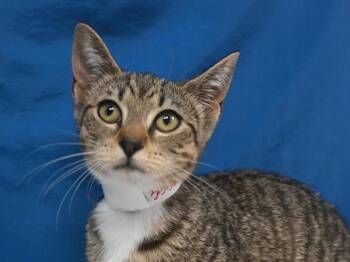 Bamboo -  Domestic Short Hair Cat for Adoption in Portland, Oregon - Bamboo | PetCurious