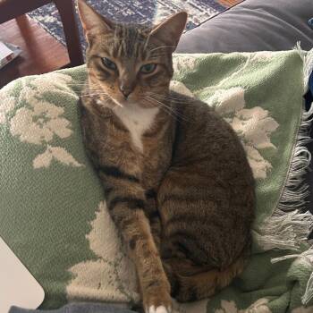 Mars -  Domestic Short Hair and Mixed Breed Cat for Adoption in Mooresville, North Carolina - Mars | PetCurious