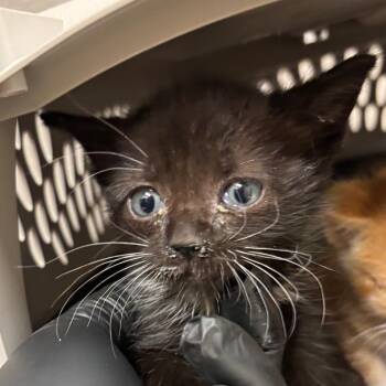 Bat -  Domestic Medium Hair Cat for Adoption in Reno, Nevada - Bat | PetCurious