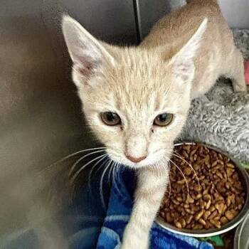 Rum -  American Shorthair Cat for Adoption in Poplar Bluff, Missouri - Rum | PetCurious