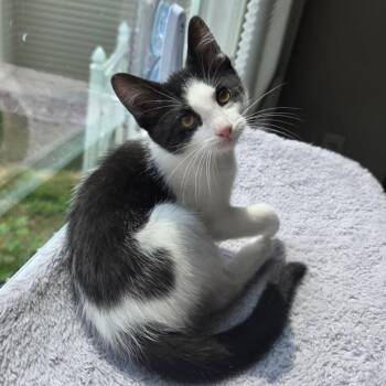 Essence--In Foster -  Domestic Short Hair Cat for Adoption in Fargo, North Dakota - Essence--In Foster | PetCurious