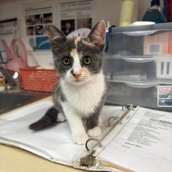 Peanut -  Domestic Short Hair Cat for Adoption in Ardmore, Oklahoma - Peanut | PetCurious