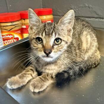 TUSC-Stray-85328 -  Domestic Short Hair Cat for Adoption in Tuscaloosa, Alabama - TUSC-Stray-85328 | PetCurious