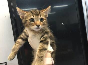 MOCHI -  Domestic Short Hair Cat for Adoption in Thousand Palms, California - MOCHI | PetCurious