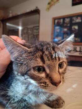 Charli -  Domestic Short Hair Cat for Adoption in Ogden, Utah - Charli | PetCurious