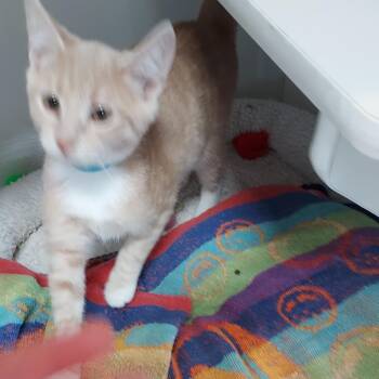 Copper -  Domestic Short Hair Cat for Adoption in Ephrata, Pennsylvania - Copper | PetCurious