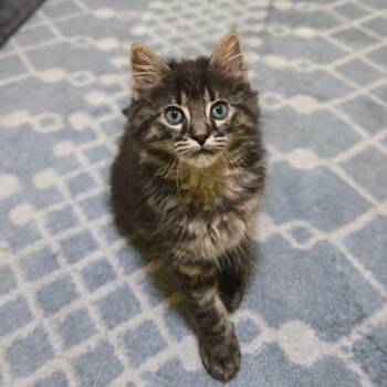Inwood -  Domestic Medium Hair Cat for Adoption in Brownsboro, Alabama - Inwood | PetCurious