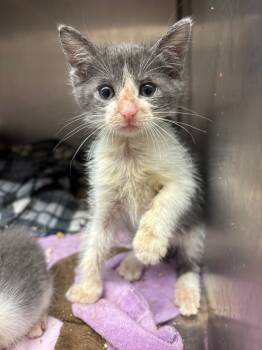 Rescue Domestic Short Hair Cats for Adoption in Lima, Ohio - Phineas | PetCurious