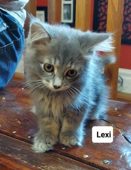 Lexi Go. (Purple) -  Domestic Long Hair Cat for Adoption in West Peoria, Illinois - Lexi Go. (Purple) | PetCurious