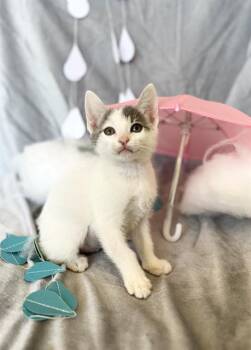 HAZY -  Domestic Short Hair Cat for Adoption in Camarillo, California - HAZY | PetCurious