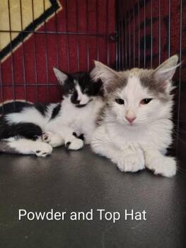 Top Hat -  Domestic Long Hair Cat for Adoption in Lincoln, California - Top Hat | PetCurious