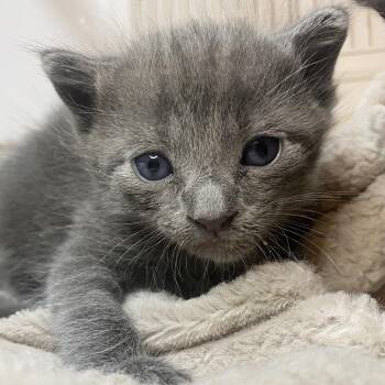Domestic Short Hair Cats Available for Adoption in Palm Springs, California - Mr. Flop | PetCurious
