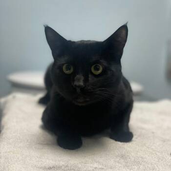 Domestic Short Hair Cats Available for Adoption in Riverside, California - Phantom | PetCurious