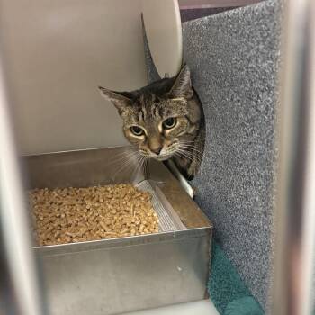 Phoebe -  Domestic Short Hair Cat for Adoption in Harrisonburg, Virginia - Phoebe | PetCurious