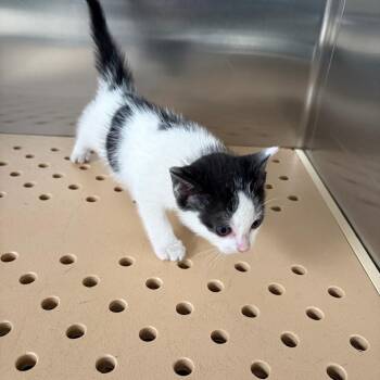 Domestic Short Hair Cats Available for Adoption in Edinburg, Texas - Bizzaro  (Nina) | PetCurious
