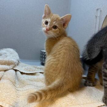 Buzz -  Domestic Short Hair Cat Available for Adoption in Pittsburgh, Pennsylvania - Buzz | PetCurious