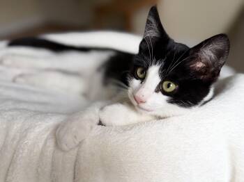 Rescue Tuxedo Cats for Adoption in San Anselmo, California - Andy | PetCurious