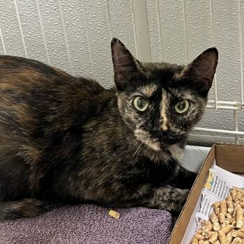 71958 -  Domestic Short Hair Cat for Adoption in Harrisonburg, Virginia - 71958 | PetCurious