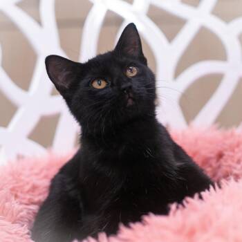 Sybil -  Domestic Short Hair Cat for Adoption in St. Augustine, Florida - Sybil | PetCurious