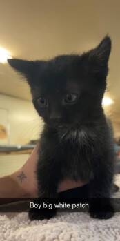 Domestic Short Hair Cats Available for Adoption in Billings, Montana - K6- Lurch | PetCurious