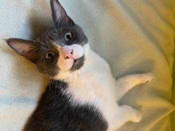 Rescue Domestic Short Hair Cats for Adoption in Los Angeles, California - Forrest Bravermountain | PetCurious