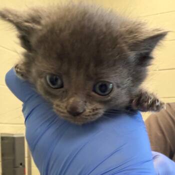 Hackney -  Domestic Short Hair Cat for Adoption in Charlottesville, Virginia - Hackney | PetCurious