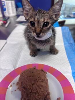 Berry -  Domestic Short Hair Cat for Adoption in Corpus Christi, Texas - Berry | PetCurious