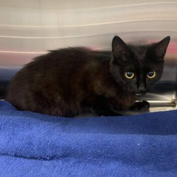 Domestic Short Hair Cats Available for Adoption in Morganton, North Carolina - Onyx | PetCurious