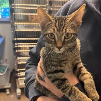 Malikaii -  Domestic Short Hair Cat for Adoption in Columbus, Georgia - Malikaii | PetCurious