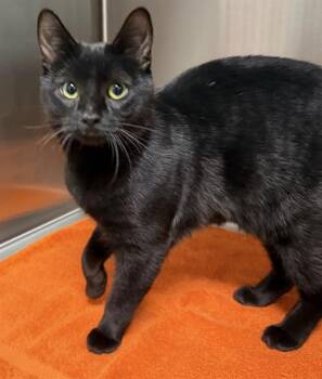 Domestic Short Hair Cats Available for Adoption in Peoria, Illinois - SPONGE | PetCurious