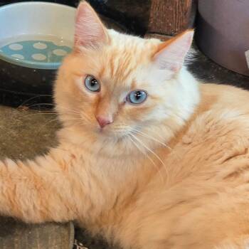 Toastie -  Siamese Cat for Adoption in Tulsa, Oklahoma - Toastie | PetCurious