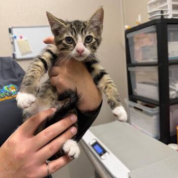 Domestic Short Hair Cats Available for Adoption in Morganton, North Carolina - Razor | PetCurious