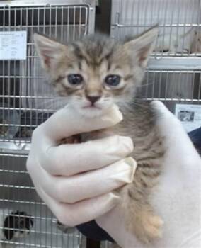 MADDI -  Domestic Short Hair Cat for Adoption in Salinas, California - MADDI | PetCurious