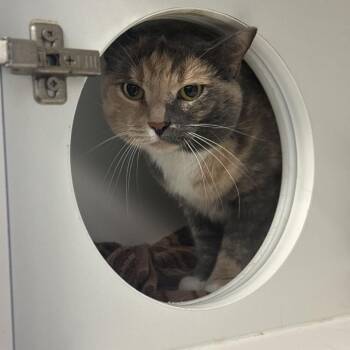 Domestic Short Hair Cats Available for Adoption in Philadelphia, Pennsylvania - Cynthia | PetCurious