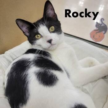 Rocky -  Domestic Short Hair Cat for Adoption in Hazlet, New Jersey - Rocky | PetCurious