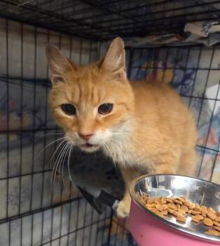 Crush -  Domestic Short Hair Cat for Adoption in Parkville, Maryland - Crush | PetCurious