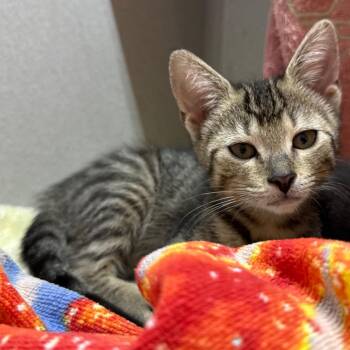 Greer -  Domestic Short Hair Cat for Adoption in Pittsburgh, Pennsylvania - Greer | PetCurious