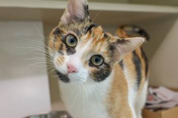 Domestic Short Hair Cats Available for Adoption in Loveland, Colorado - MAYA | PetCurious