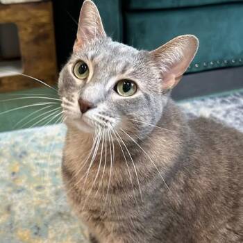 Mary -  Domestic Short Hair Cat for Adoption in Mokena, Illinois - Mary | PetCurious