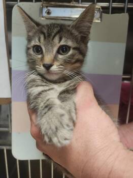 Airedale -  Domestic Long Hair Cat for Adoption in Evansville, Indiana - Airedale | PetCurious