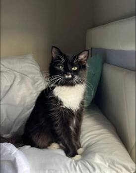 Shadow -  Domestic Long Hair Cat for Adoption in West Lawn, Pennsylvania - Shadow | PetCurious